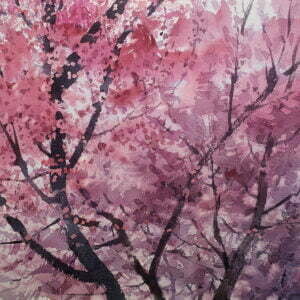 Spring Blossoms in Pink on Cherry Blossom Tree