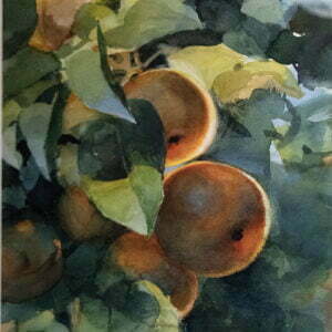 Asian Pears Painting in Watercolor