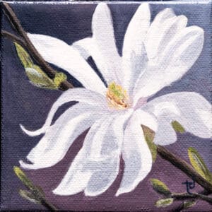 Mini Magnolia