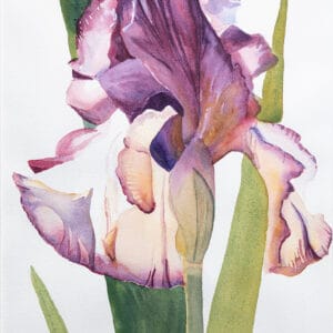 Purple Iris, Front and Center